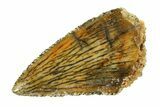 Serrated Raptor Premaxillary Tooth - Real Dinosaur Tooth #297523-1